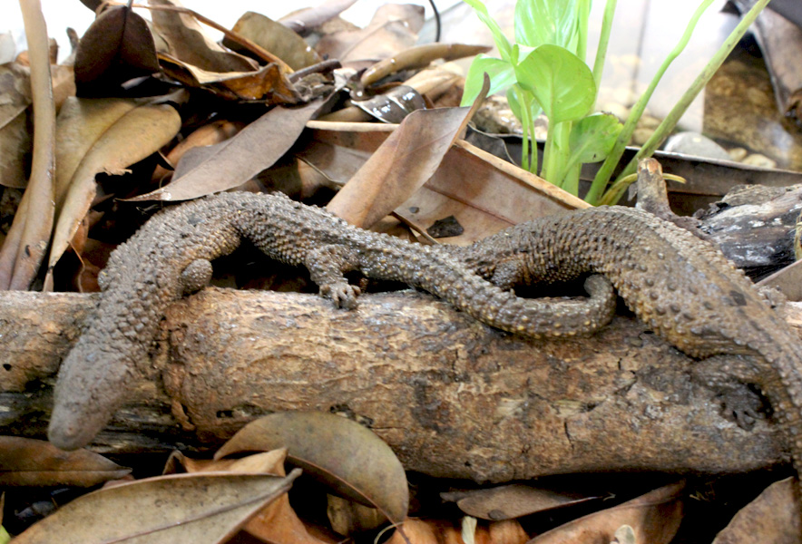 Lanthanotus borneensis yang merupakan jenis nokturnal. Foto: Rahmadi Rahmad