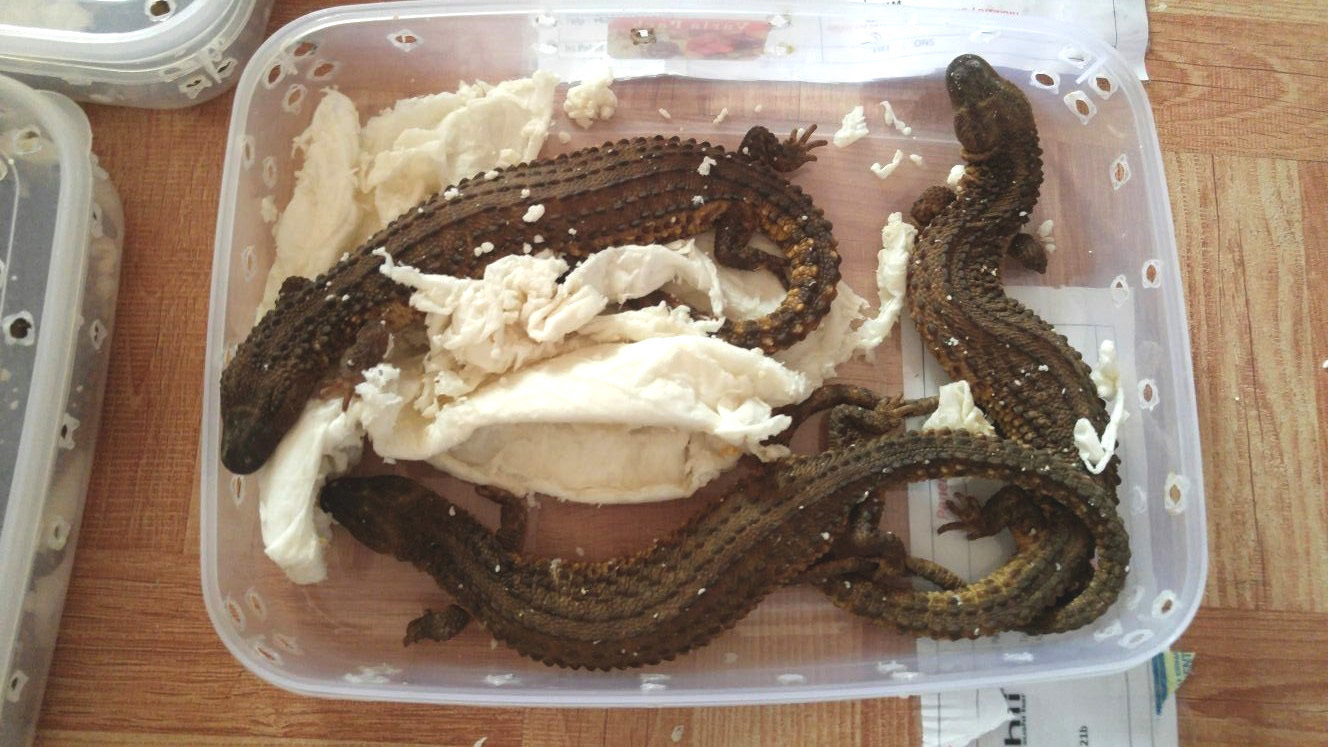 Biawak tak bertelinga yang kembali digagalkan dalam upaya penyelundupan ke luar Kalimantan Barat. Foto: BKSDA Kalbar