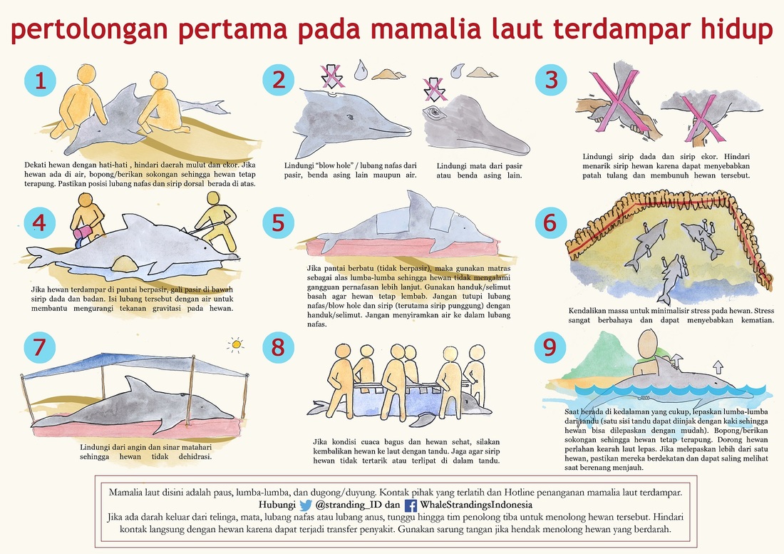 Infografis cara penanganan mamalia laut terdampar. Sumber : whales stranding