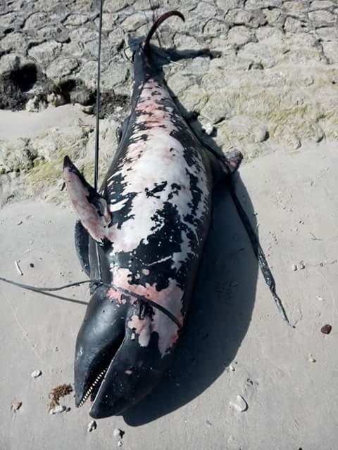 Paus kepala semangka atau melon headed whale yang terdampar di pantai Nusa Penida, Bali. Foto : whalestranding Indonesia