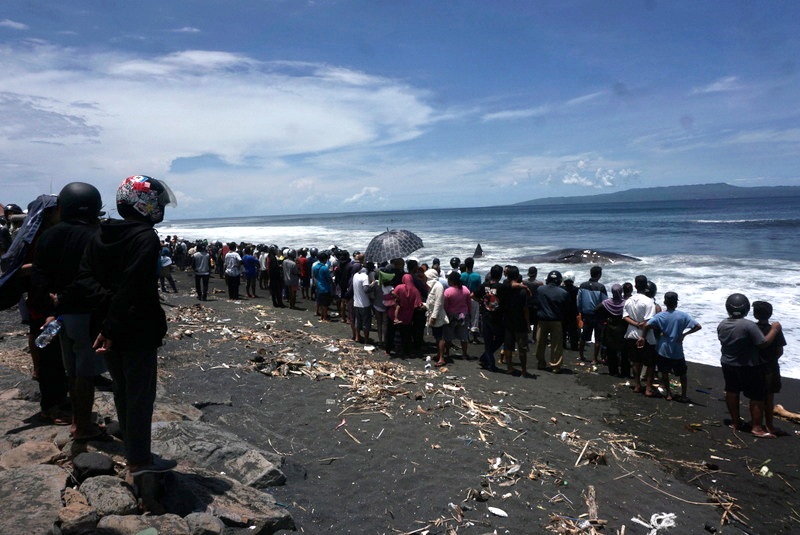 Ribuan warga berbondong melihat paus sperma sepanjang lebih 16 meter di perairan Klungkung, Bali pada 14 Maret sejak dini hari. Mereka menonton paus jantan mati ini sejak pagi sampai dini hari sampai berhasil dikubur. Foto : Luh De Suriyani