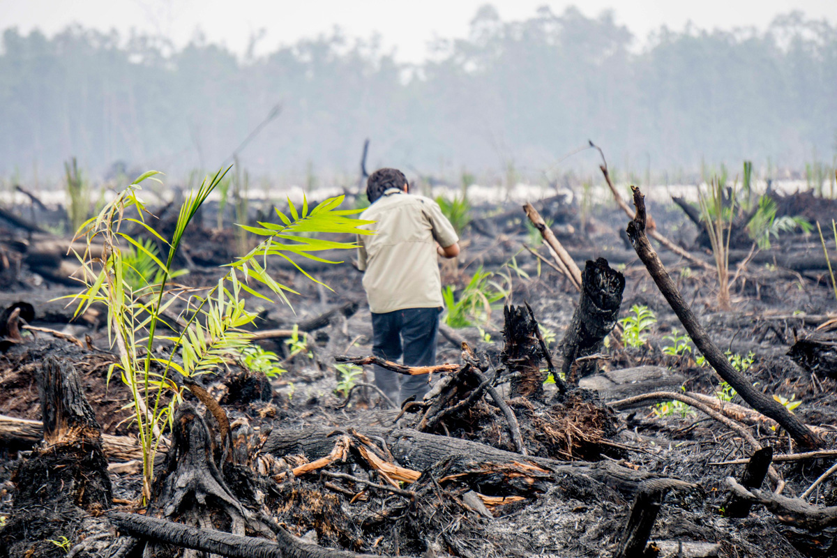 Penanaman sawit di lahan gambut yang terbakar. Industri sawit dituding memberikan dampak negatif pada lingkungan. Photo courtesy: Greenpeace