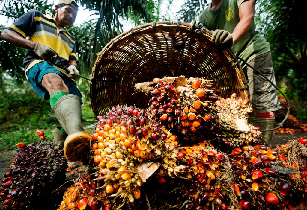 Tandan buah sawit dipanen. Foto: James