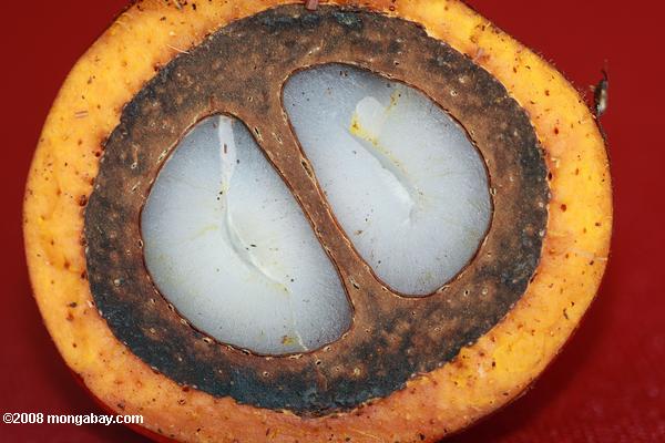 Buah sawit. Foto: Rhett A. Butler