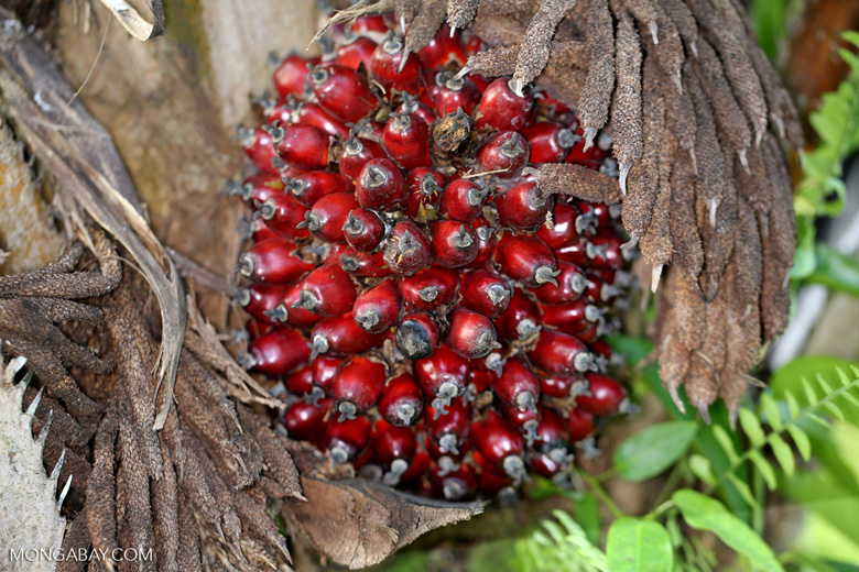 Buah sawit di pohon. Foto: Rhett A. Butler