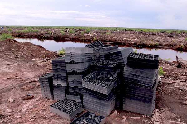 Kondisi pembibitan akasia di konsesi PT. BMH yang terbakar pada 2015. Foto: Berlian Pratama