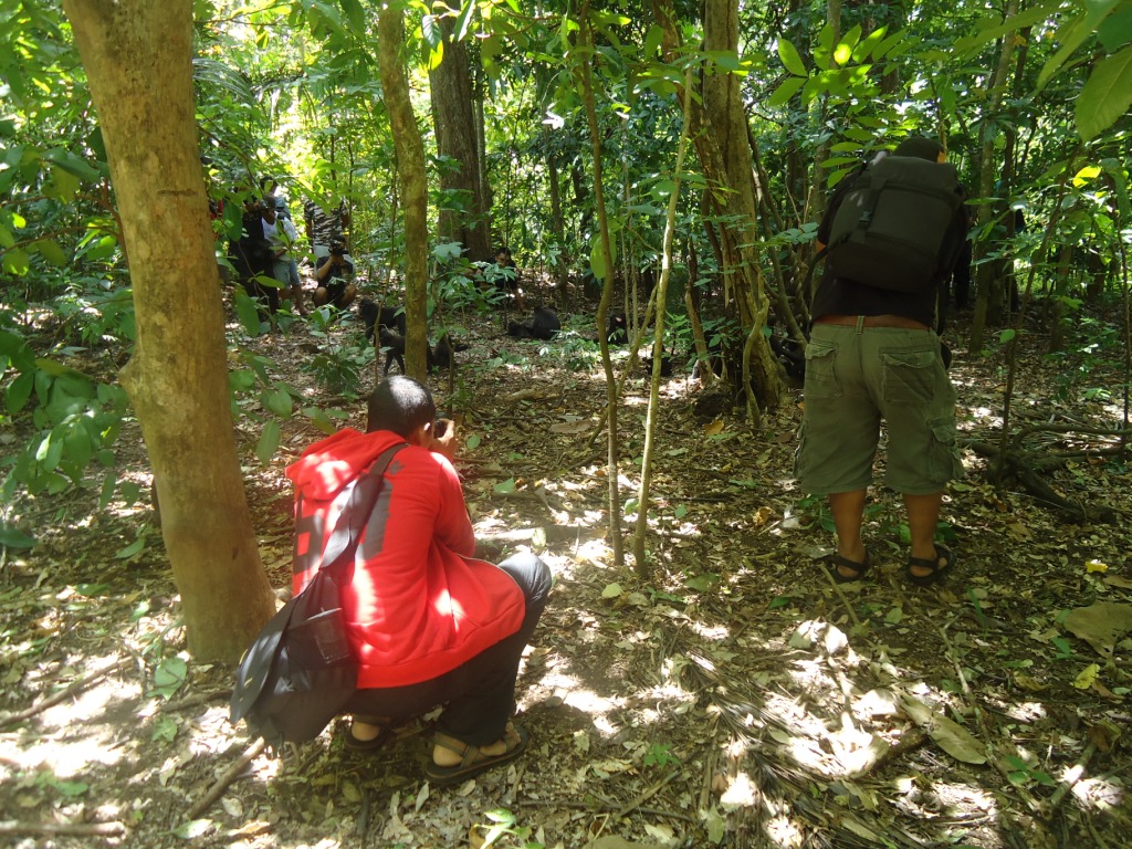 Sejumlah fotografer memotret yaki (Macaca Nigra) di Taman Wisata Alam (TWA) Batuputih, Bitung, Sulawesi Utara. Acara yang digagas LPM f/21 dalam rangka Hari Hidupan Liar, bertujuan untuk menggugah minat konservasi di kalangan fotografer di Sulut. Foto : Themmy Doaly