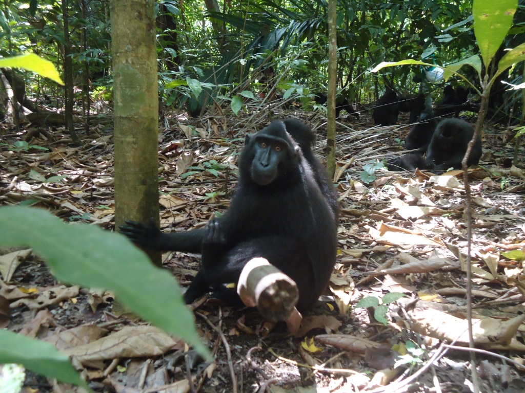 Seekor yaki (Macaca Nigra) di Taman Wisata Alam (TWA) Batuputih, Bitung, Sulawesi Utara. Yaki merupakan satwa endemik Sulut yang terancam punah. Foto : Themmy Doaly