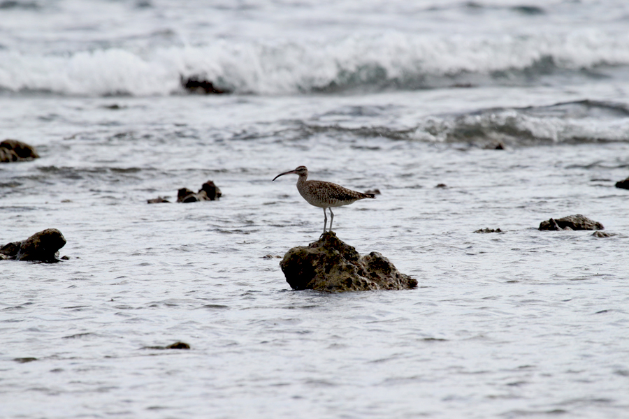 Gajahan penggala. Foto: Hanom Bashari