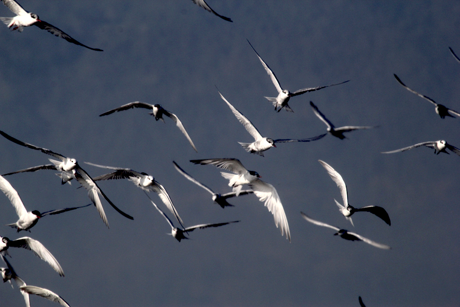Burung dara-laut kumis. Foto: Hanom Bashari