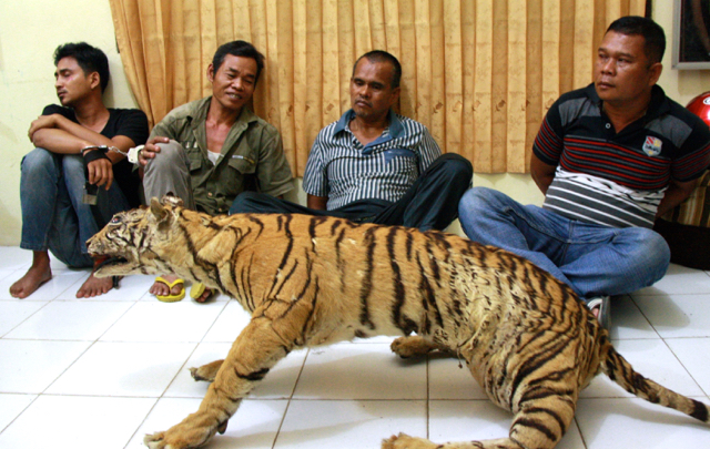Harimau awetan yang berhasil disita kala para pelaku hendak bertransaksi. Foto: Lili Rambe