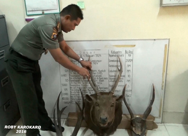 Joko Iswanto, Kasi Perlindungan, Pengawetan, dan Perpetaan BBKSDA Sumut tengah memeriksa barang bukti 6 opsetan Rusa Sambar yang disita dari salon di sebuah mal di Medan. Foto: Ayat S Karokaro