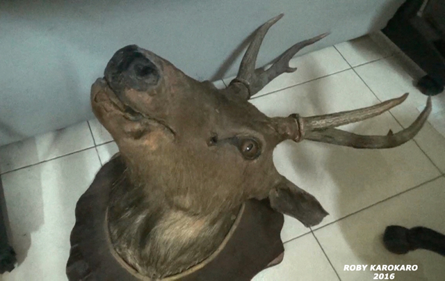 Kepala rusa sambar awetan yang disita dari salon di salah satu mal di Medan, Sumut. Foto: Ayat S Karokaro