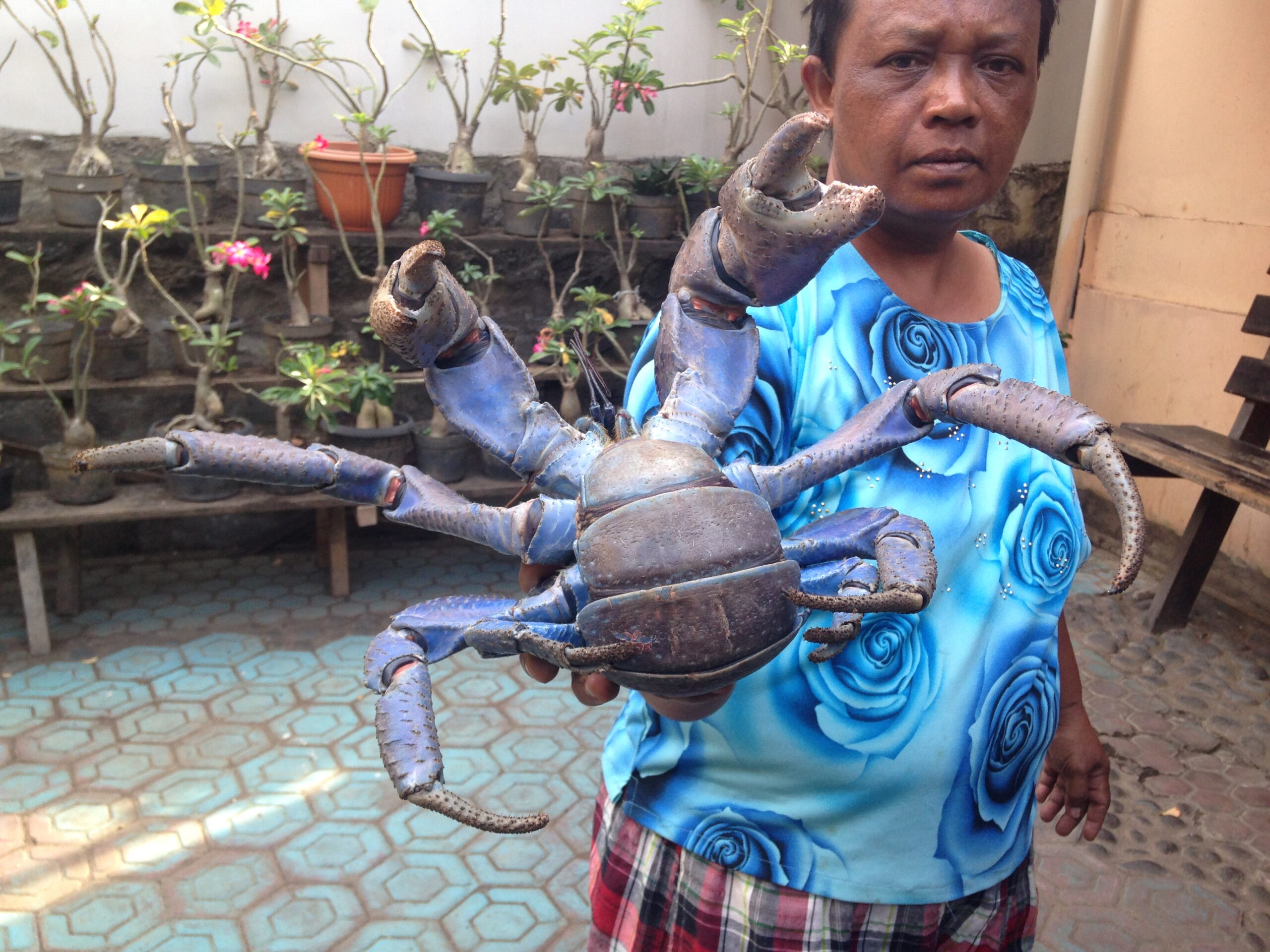 Seorang ibu memperlihatkan kepiting kelapa (Birgus latro) disalah satu warung makan di kota Ternate, Maluku Utara. Kepiting ini makin langka karena perburuan untuk dimakan. Foto : Akhyari Hananto