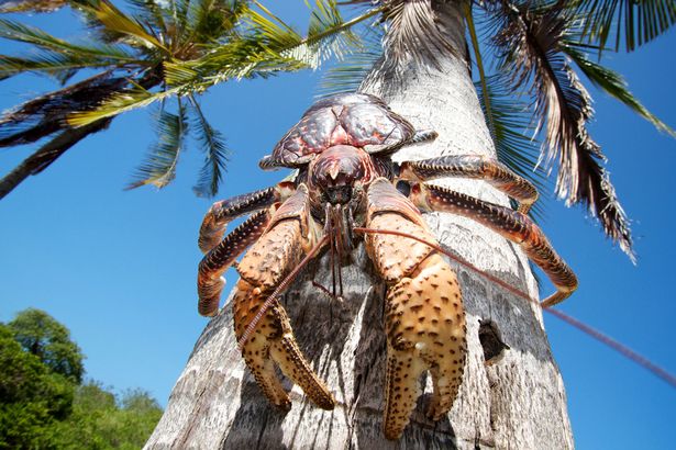 Kepiting kenari (Birgus latro) atau kepiting kelapa merupakan kepiting langka yang dilindungi. Foto : mirror.co.uk
