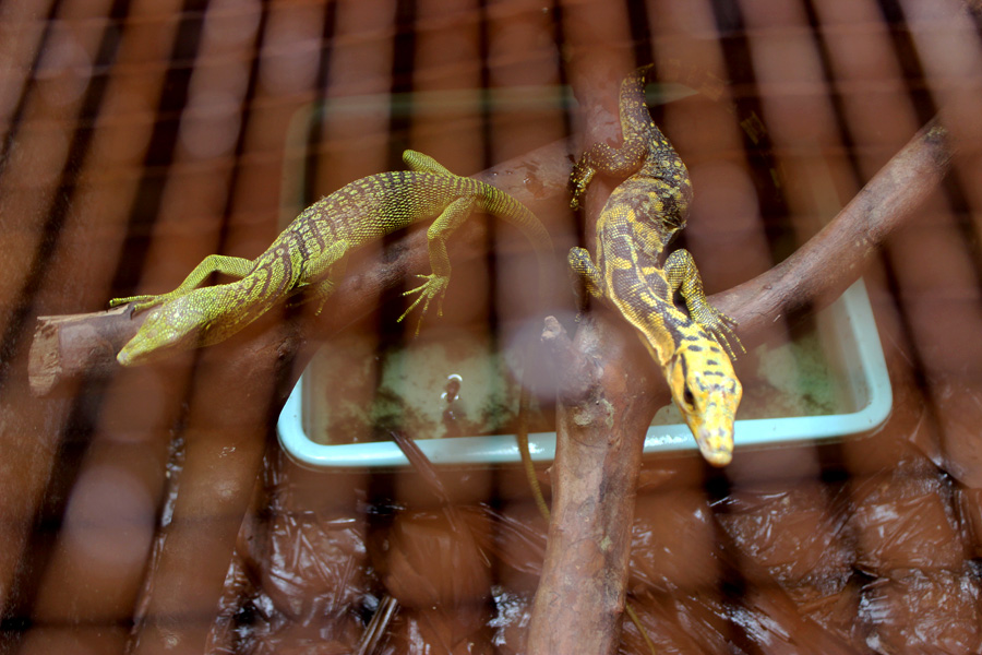 Varanus kordensis (hijau) dan Varanus salvator (kuning) ini apakah terpengaruh akan gerhana matahari? Foto: Rahmadi Rahmad