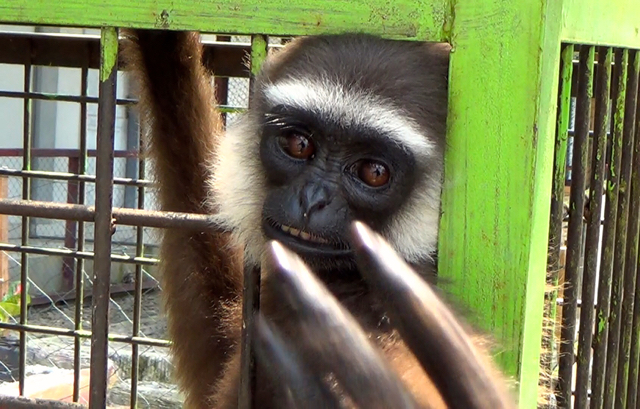 Siamang di markas Satkamla. Katanya, siamang ini hasil sitaan pelaku illegal logging. Eh, satwa dilindungi ini malah dipelihara. Foto: Ayat S Karokaro