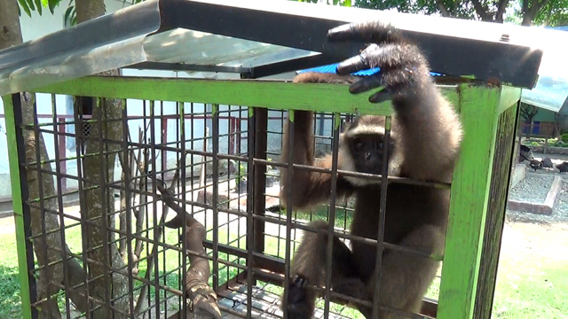 Siamang di markas Satkamla. Foto: Ayat S Karokaro