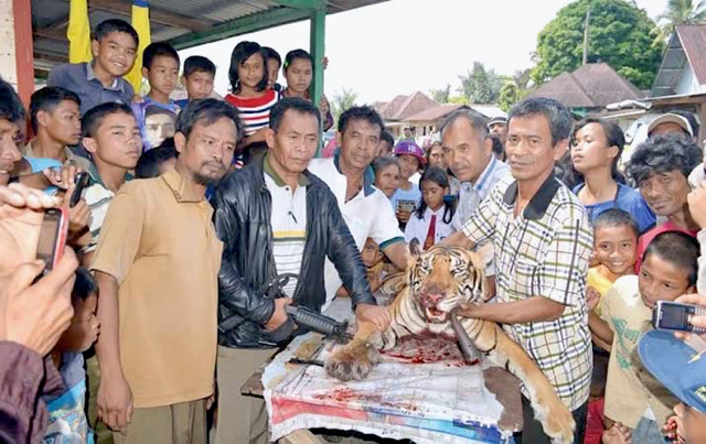 Beginilah nasib harimau Sumatera betina di Tapanuli Utara ini. Dibunuh, dikuliti, dan daging dimakan warga. Foto: Emvawari Candra Sirait