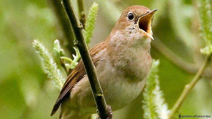 Setelah gerhana matahari, burung kembali berkicau. Sumber foto: DW/Picture alliance-blickwinkel
