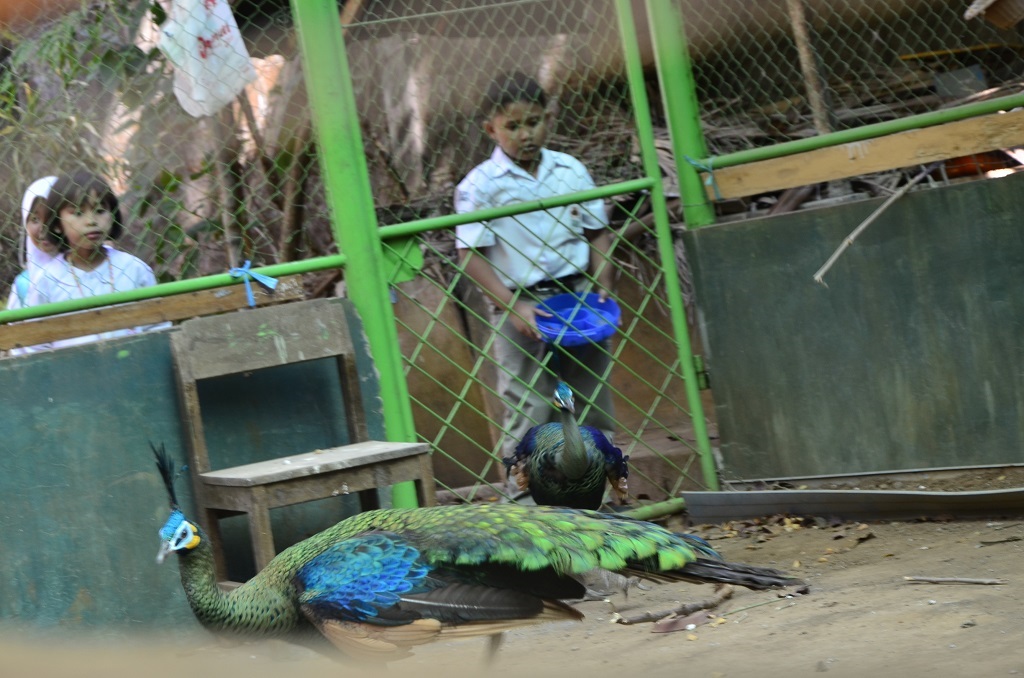 Di tahun 2015 lalu, beberapa individu dan lembaga pendidikan yang memiliki koleksi satwa yang dilindungi telah menyerahkan koleksi satwa miliknya ke BKSDA Sulsel. Foto : Wahyu Chandra