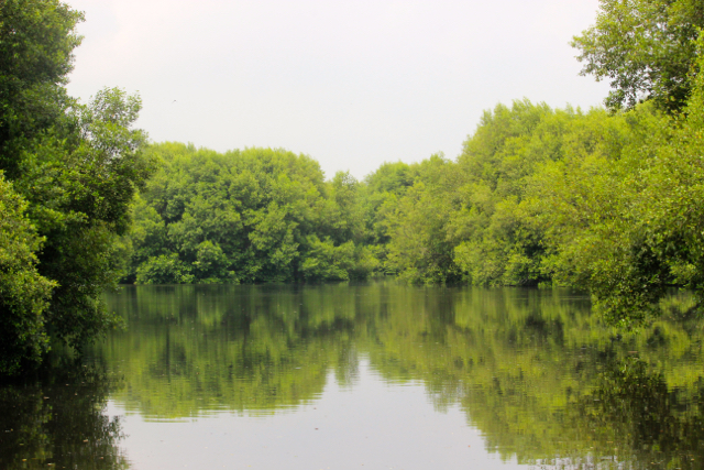 Betapa pentingnya menjaga mangrove. Deforestasi mangrove Indonesia terhitung 6% dari total kehilangan hutan tahunan, meskipun hanya menutupi kurang 2% wilayah hutan negara. Jumlah ini setara 0,05 juta hektar dari 0,84 Mha deforestasi tahunan Indonesia. Foto: Sapariah Saturi