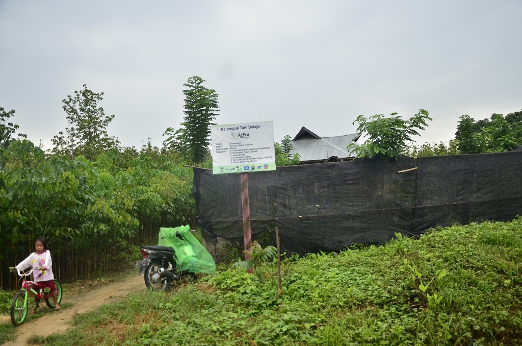 Salah satu demplot pembibitan yang dikelola oleh Kelompok Belajar Sumber Sari Desa Aunupe, Kecamatan Wolasi, Kabupaten Konawe Selatan, Sulawesi Tenggara. Selain demplot kelompok ini warga juga membuat dempolot yang sama di rumah masing-masing. Foto : Wahyu Chandra