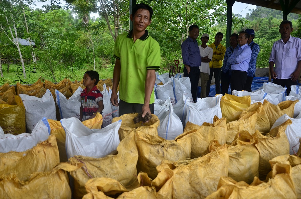 Di rumah kompos ini warga yang tergabung dalam Kelompok Belahar Sumber Sari Desa Aunupe, Kecamatan Wolasi, Kabupaten Konawe Selatan, Sulawesi Tenggara bisa memproduksi kompos dalam skala besar. Sekali produksi bisa menghasilkan 100 karung kompos, yang selain digunakan untuk lahan sendiri juga untuk ke petani lain. Foto : Wahyu Chandra