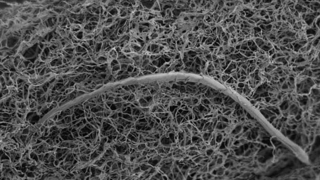 Cacing nematoda dalam biofilm. Kredit: Gaetan Borgonie/Nature Communications