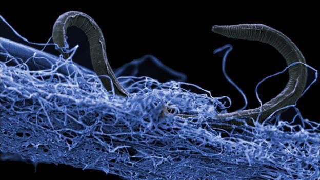 Nematoda yang belum teridentifikasi (Poikilolaimus sp.) dari tambang emas Kopanang sedalam 0.9 mile atau 1.4 km. Kredit foto: Gaetan Borgonie et al/Nature Communications