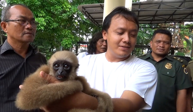 Adi, menyerahkan dua bayi owa kepada BKSDA Sumut. Dia beli dua bayi satwa ini dari Pekanbaru, Riau. Foto: Ayat S Karokaro 