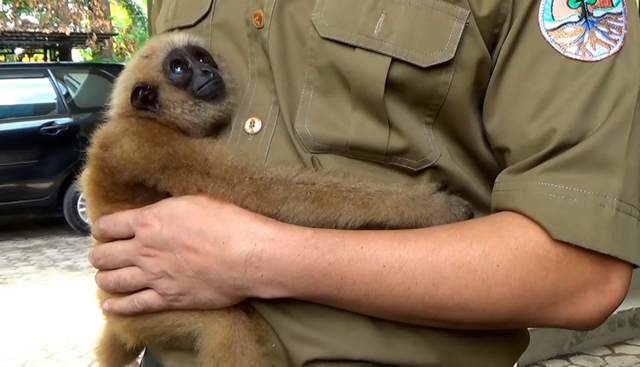 Adi berharap, kedua bayi owa ini kelak bisa dilepasliarkan ke alam. Foto: Ayat S Karokaro