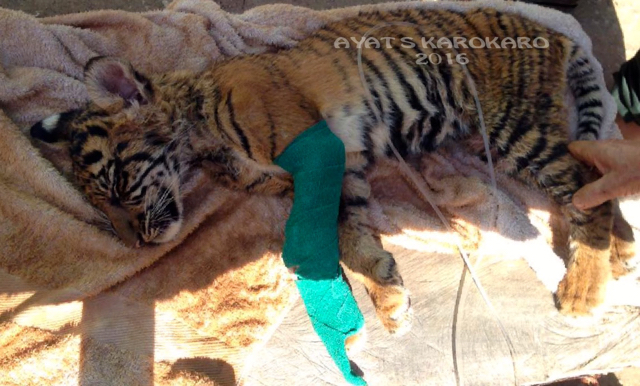 Lima hari terjebak dalam lubang jerat dipasang pemburu di Padang Lawas membuat anak harimau ini terlihat lemah. Foto: Ayat S Karokaro