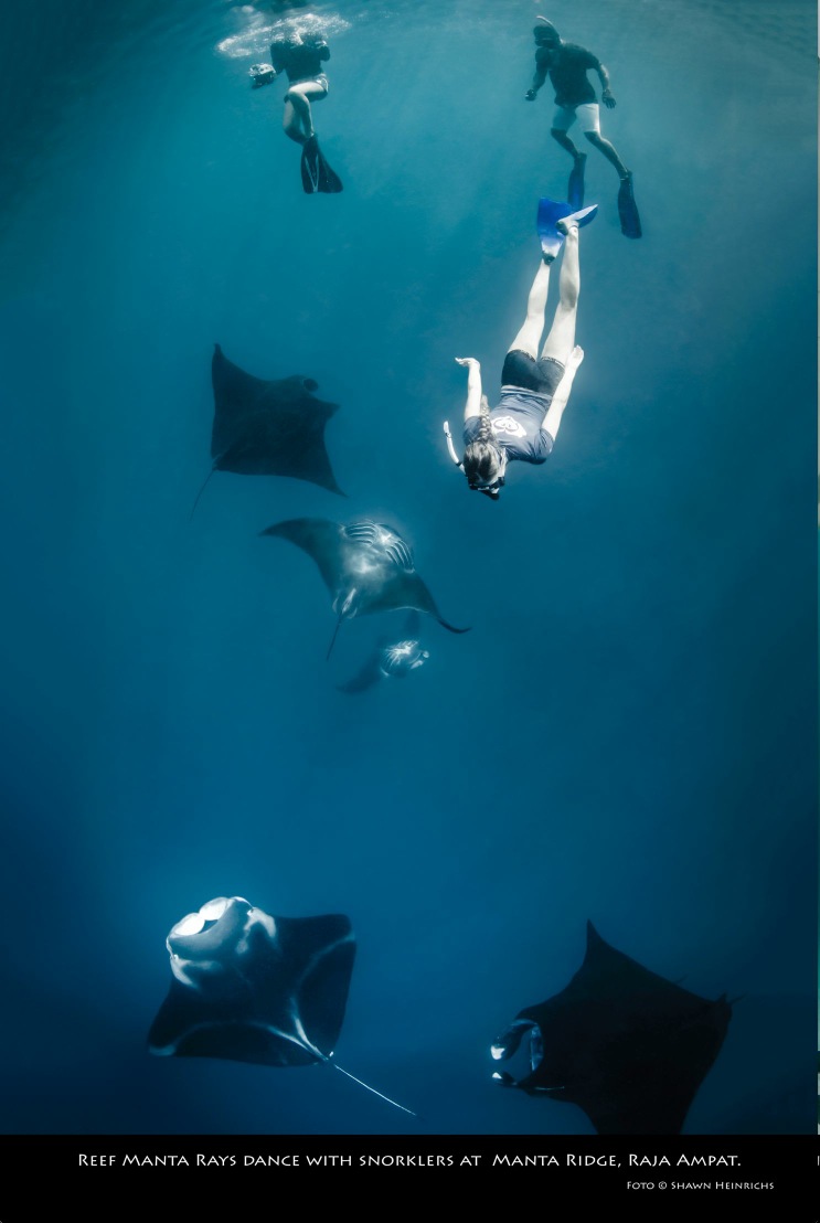 Para penyelam bersama Ikan pari manta di  perairan Wayag, Raja Ampat, Papua Barat, sedang mendari makanan. Foto : Conservation International Indonesia