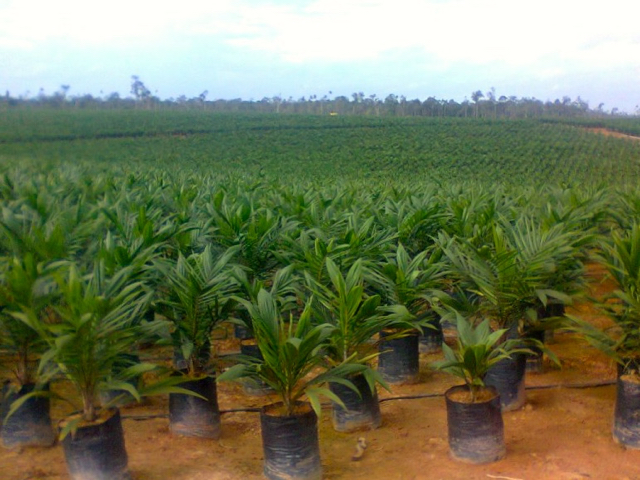Bibit Sawit siap untuk ditanam di lahan PT Bio di Merauke. Foto: Agapitus Batbual