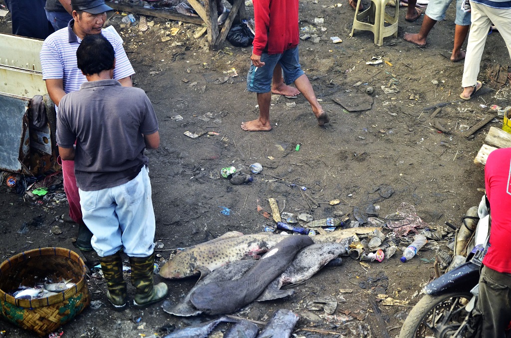 Hiu yang sudah dipotong siripnya di TPI Beba, Desa Tamasayu, Galesong Utara, Takalar, Sulsel, biasanya dibuang karena jarang warga setempat yang mengkonsumsi ikan ini. Baru beberapa tahun terakhir mulai ada pembeli daging hiu, yaitu warga dari pegunungan yang tidak memperdulikan jenis dan kualitas ikan. Foto : Wahyu Chandra