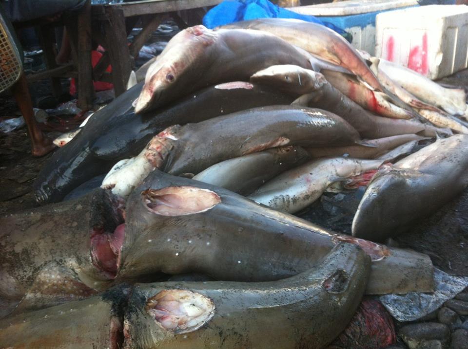 Foto hiu yang diunggah Ipang diakun facebooknya. Ia prihatin melihat masih maraknya perdagangan hiu di pasar ikan TPI Beba, Desa Tamasayu, Galesong Utara, Takalar, Sulsel. Padahal pemerintah melarang penangkapan hiu. Foto: Ipang