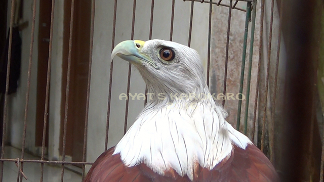 Elang bondol sitaan. Foto: Ayat S Karokaro