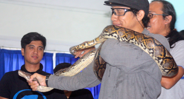 Memegang piton harus melindungi leher dengan menyilangkan tangan. Foto: Nuswantoro