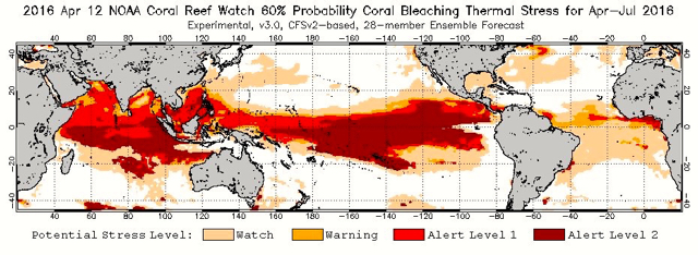coral4-IMG-20160420-WA0023