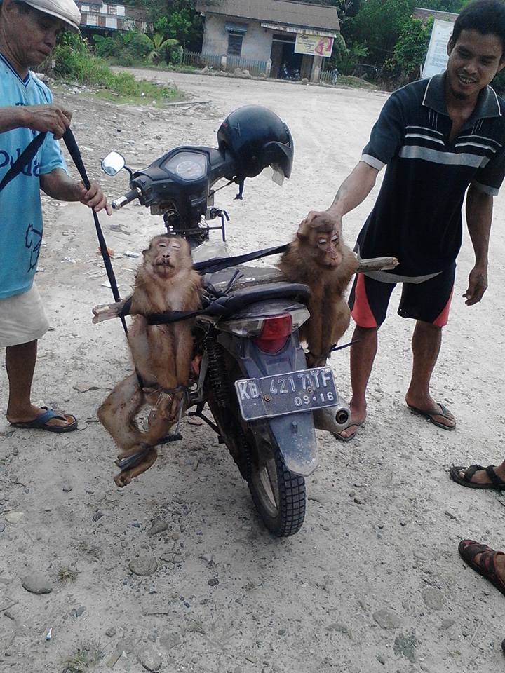 Beruk yang dibunuh ini diunggah di media sosial. Sumber foto: akun Facebook Rama Dhan