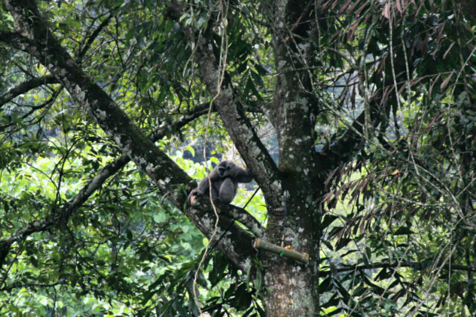 Owa jawa (Hylobates moloch) bernama Tomtom berjenis betina dilepasliarkan di kawasan Hutan Cagar Alam Gunung Tilu, Pasirjambu, Kabupaten Bandung, kamis (24/04/2016). Pelepasliaran primata Jawa Barat yang hampir punah oleh Balai Besar Konservasi (BBKSDA) Jawa Barat dengan The Aspinall Foundation itu merupakan pelepasliaran keenam di kawasan cagar alam ini. Foto : Donny Iqbal