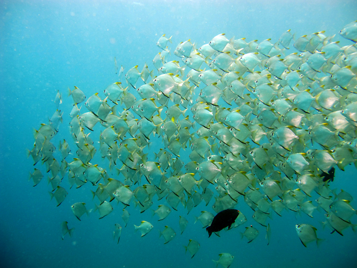 Indahnya schoolling fish. Kelompok ikan ini berenang ke arah yang sama secara terkoordinasi. Foto : Wisuda