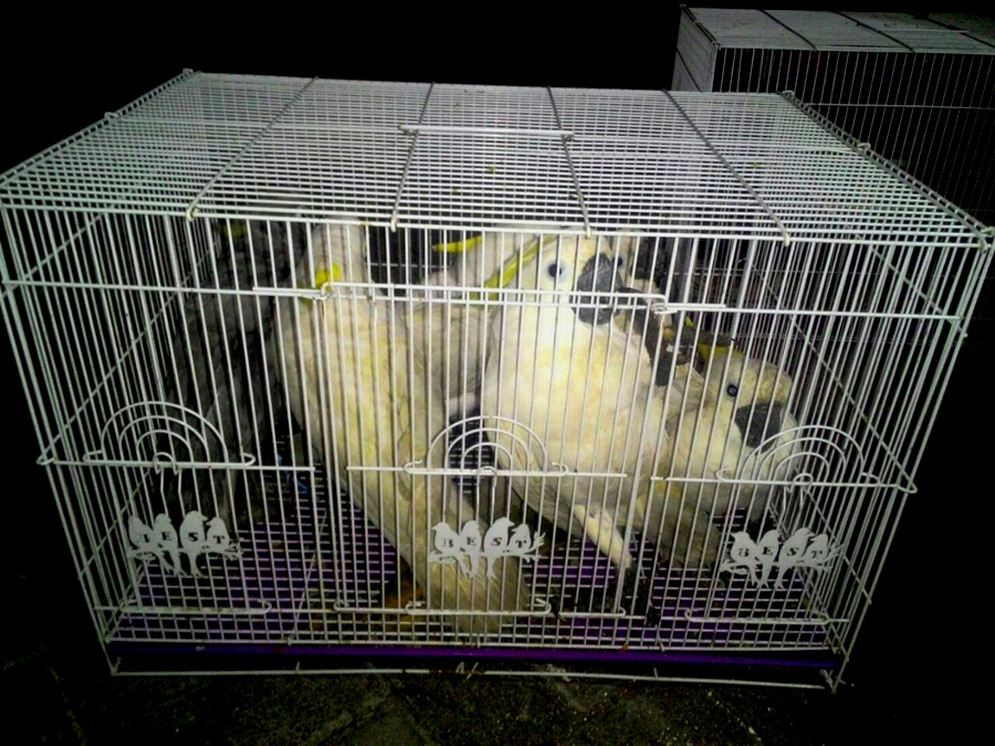 Kakatua jambul kuning yang tak luput dari perburuan. Foto: BB Karantina Pertanian Surabaya