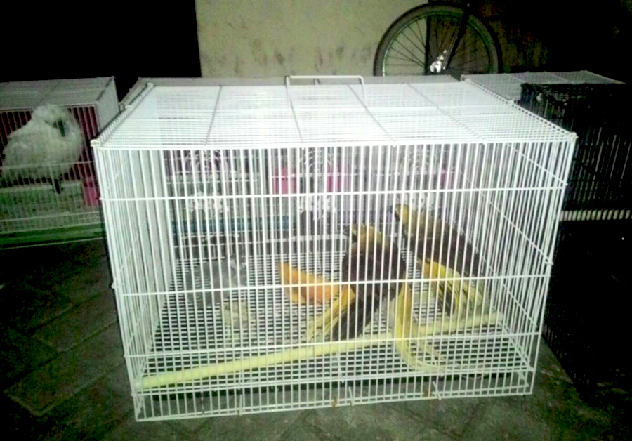 Nuri bayan betina dan cendrawasih kecil yang berhasil diamankan saat akan diselundupkan. Foto atas dan bawah: BB Karantian Pertanian Surabaya