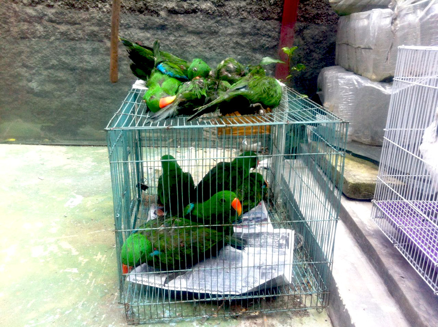 Nuri bayan jantan yang disendupkan ini sebagian mati karena kekurangan oksigen. Foto: Balai Besar Karantina Pertanian Surabaya