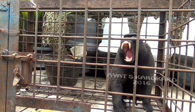 Tampak taring Robert, panjang dan tajam. Ia tampak marah kala petugas berusaha menyita dan membawa keluar dari dapur. Foto: Ayat S Karokaro
