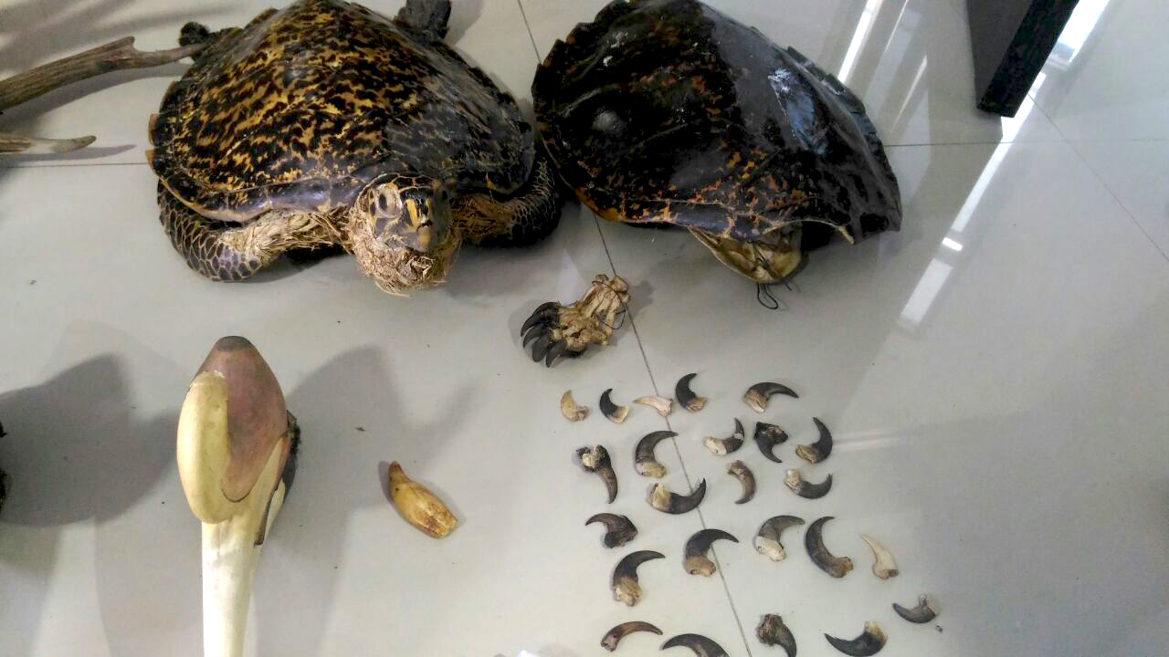 Barang bukti lain yang berhasil disita, paruh enggang gading, awetan penyu, dan kuku beruang madu. Foto: Aseanty Pahlevi 