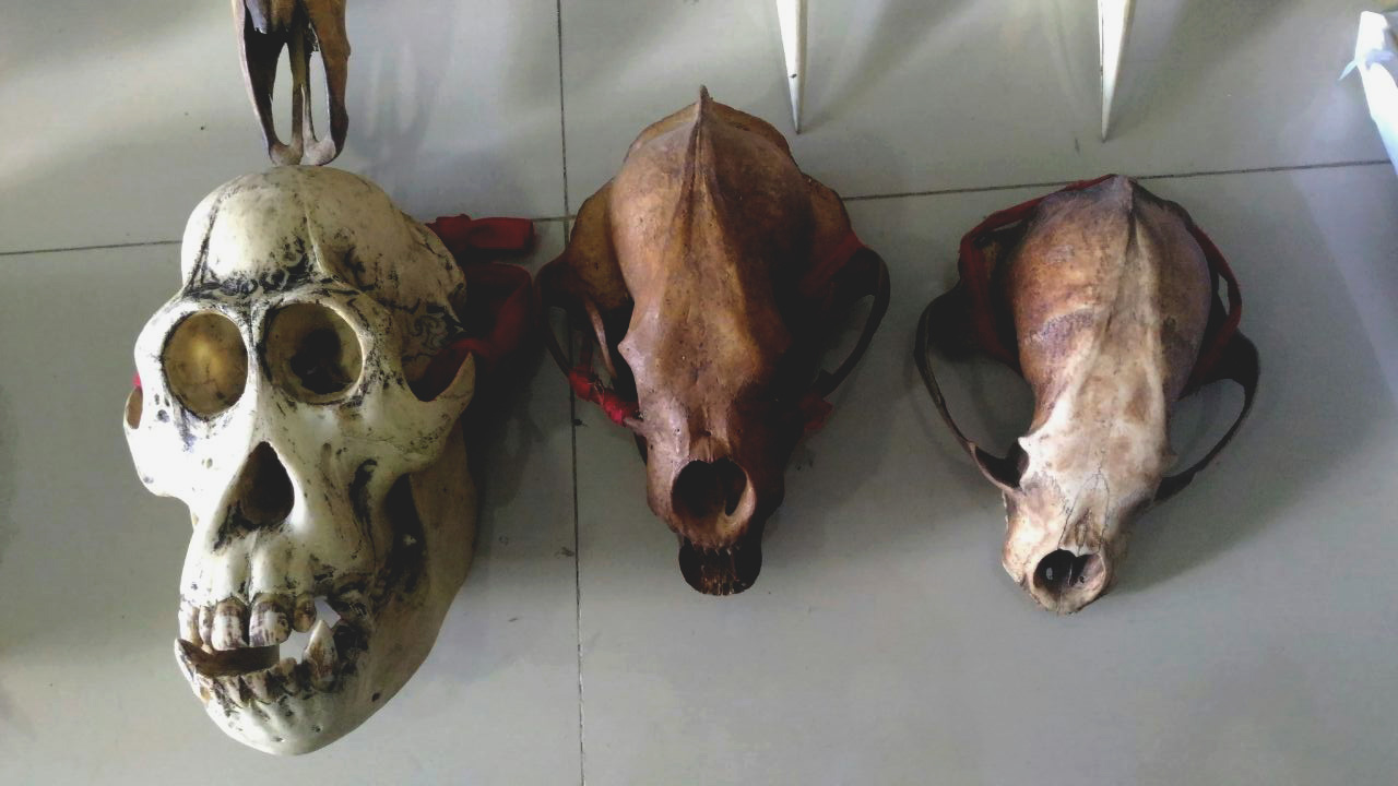 Tengkorak orangutan yang berhasil disita. Foto: Aseanty Pahlevi