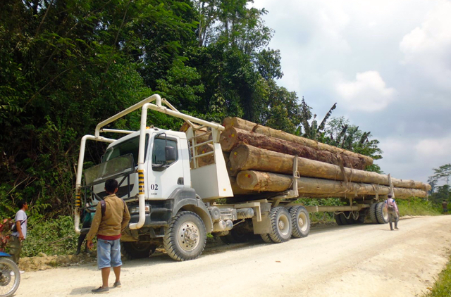 Kayu hutan hasil potongan perusahaan. Foto: Foto: Yayasan Citra Mandiri Mentawai